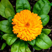 Orange Calendula flowering plants for garden borders and colorful landscapes