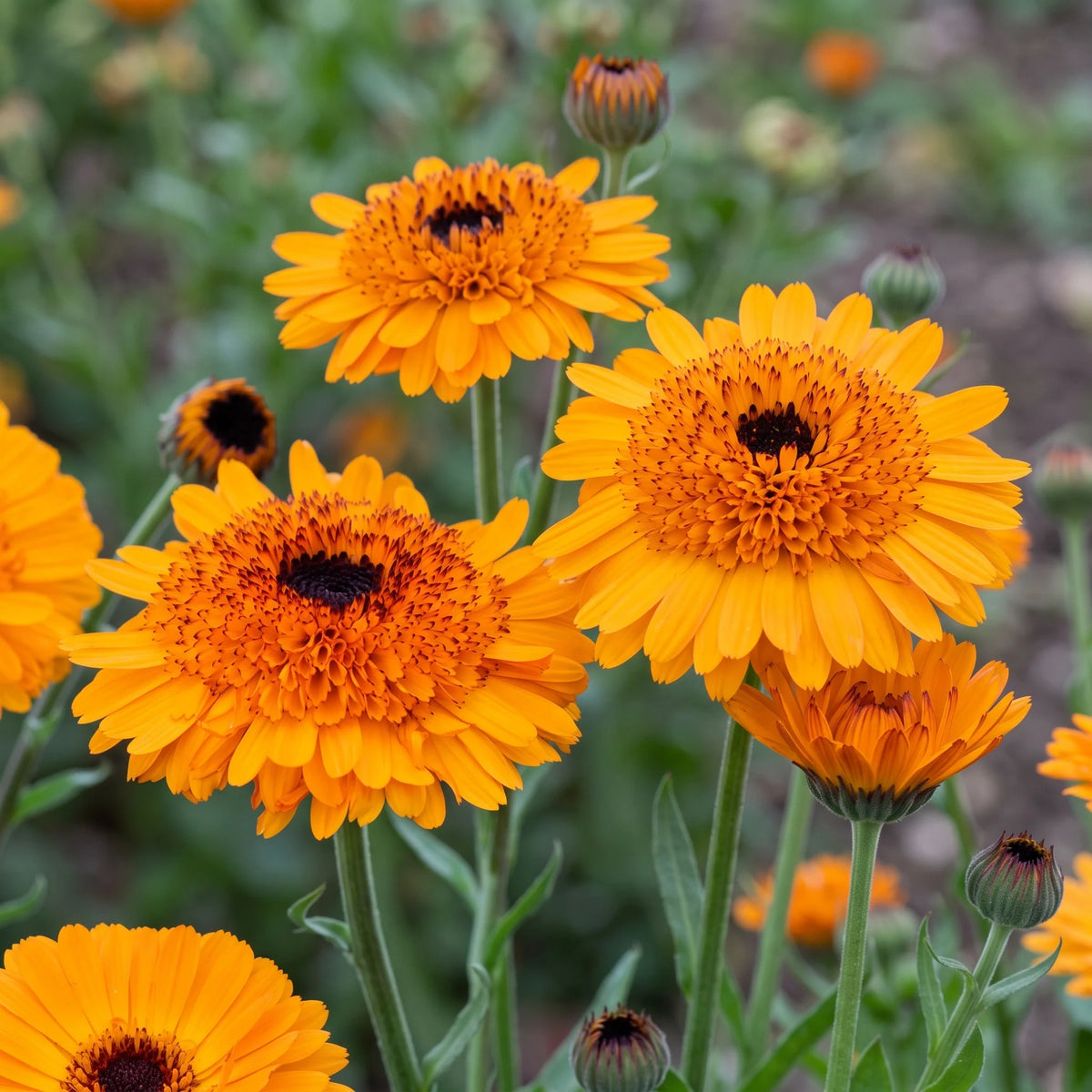 Orange Calendula officinalis flower seeds for garden planting
