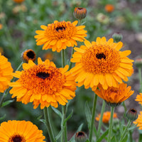 Orange Calendula officinalis flower seeds for garden planting