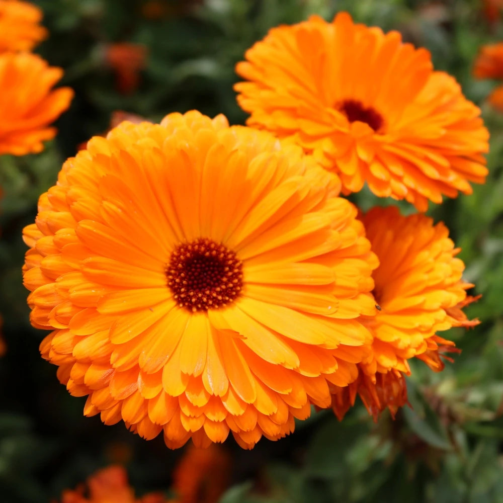 Bright orange Calendula flowers growing in an ornamental garden bed