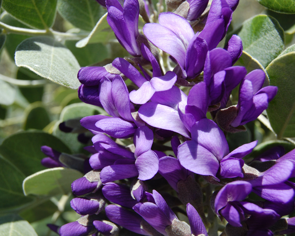 Tx Mountain Laurel, Dermatophyllum(Sophora) – Flower Seeds