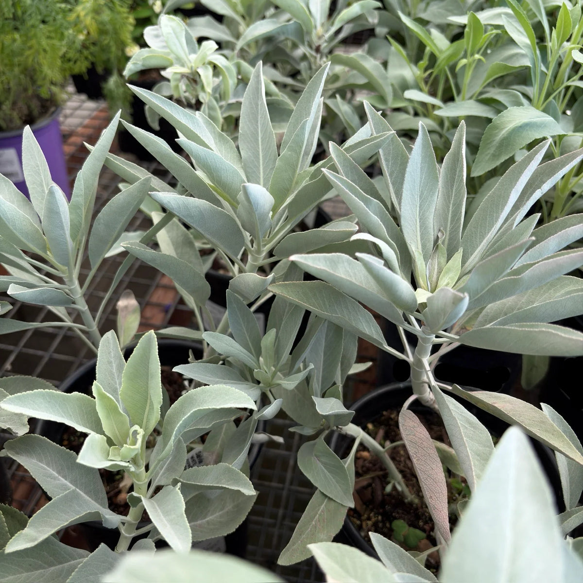 Salvia apiana White Sage planting seeds for growing a perennial aromatic shrub.