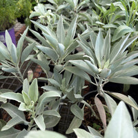 Salvia apiana White Sage planting seeds for growing a perennial aromatic shrub.