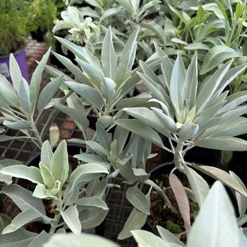 Salvia apiana White Sage planting seeds for growing a perennial aromatic shrub.