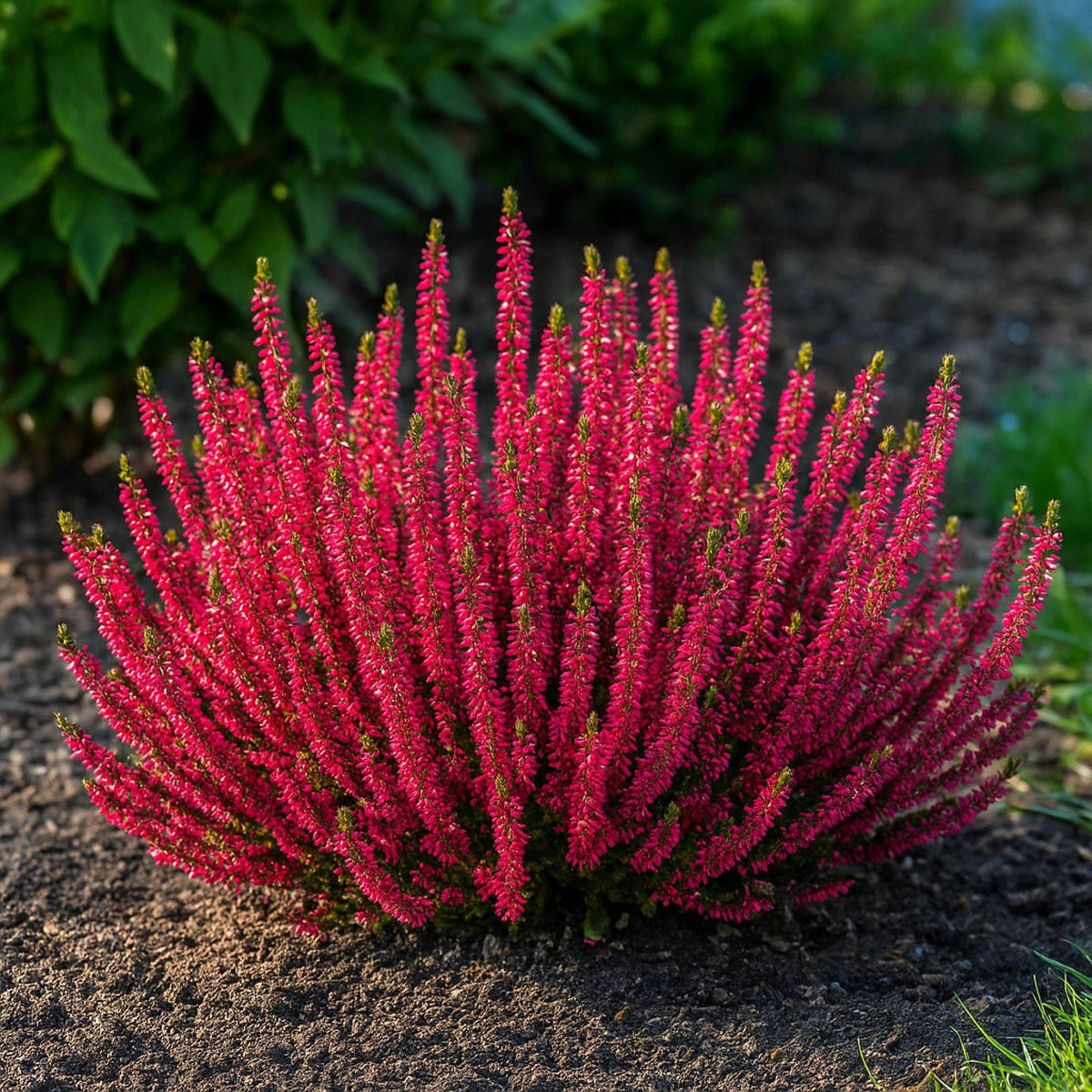 Calluna vulgaris Seeds – Common Heather Flowering Shrub