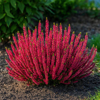 Calluna vulgaris Seeds – Common Heather Flowering Shrub