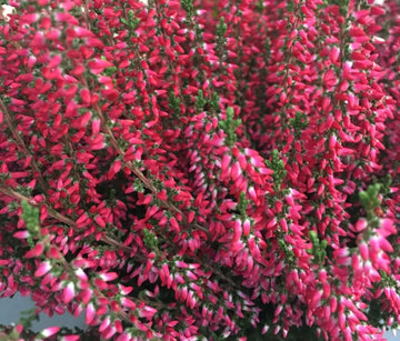 Calluna vulgaris Common Heather evergreen flowering shrub with delicate pink-purple blossoms, fine green foliage, and compact branching growth
