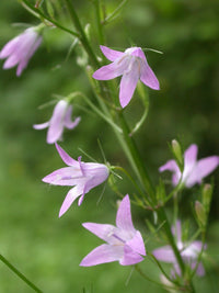 Campanula rapunculus Seeds – Rapunzel Rampion Garden Plant Seeds