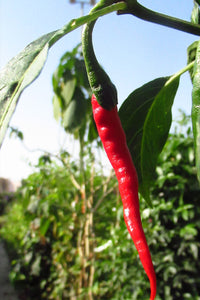Capsicum frutescens Seeds – African Cayenne Pepper Plant Seeds