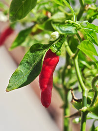 Xigole Pepper Planting Seeds – Capsicum frutescens Garden Seeds