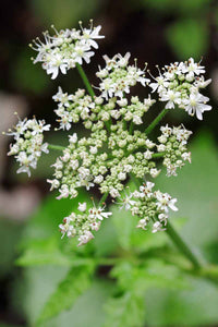 Caraway Carum Carvi – Herb Garden Seeds for Planting
