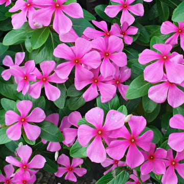 Periwinkle Catharanthus Roseus Dwarf Rose Little Linda Flower Seeds