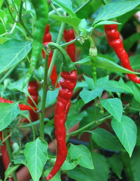 African Cayenne Pepper Seeds – Capsicum frutescens Planting Seeds