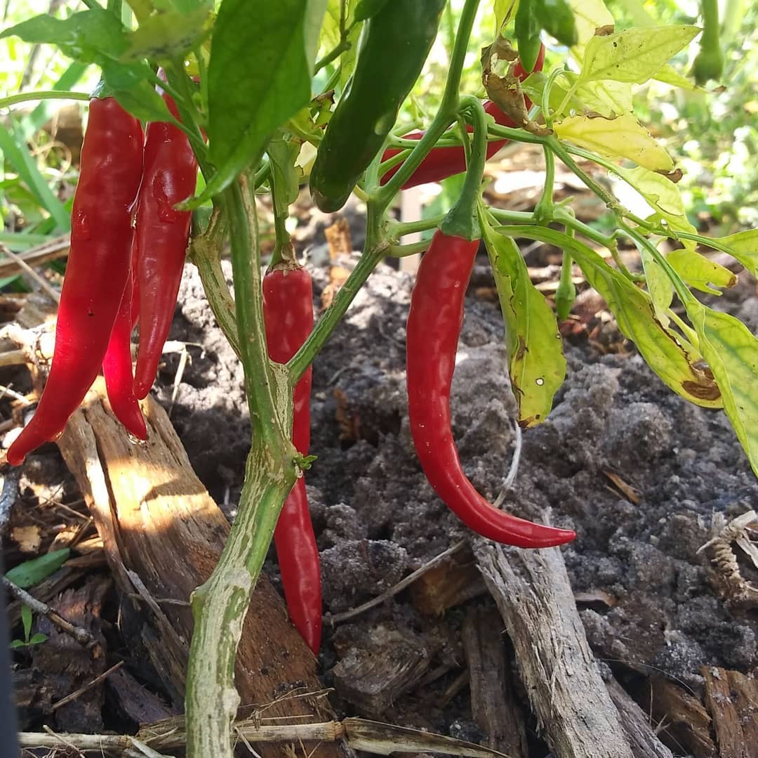 African Cayenne Pepper Seeds – Capsicum frutescens Planting Seeds