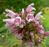 Cedronella canariensis perennial herb with aromatic green foliage