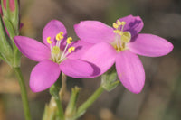 Organic European Centaury ,Centaurium erythraea Seeds for Herb Gardens