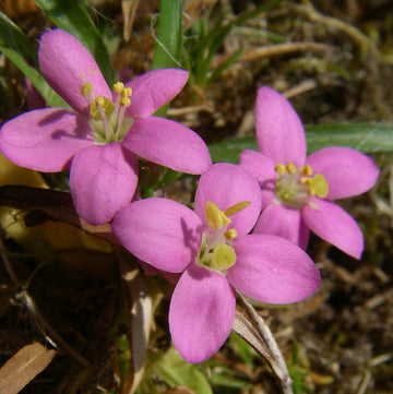 Organic European Centaury (Centaurium erythraea) wildflower with delicate pink star-shaped blossoms, slender green stems, and natural foliage.