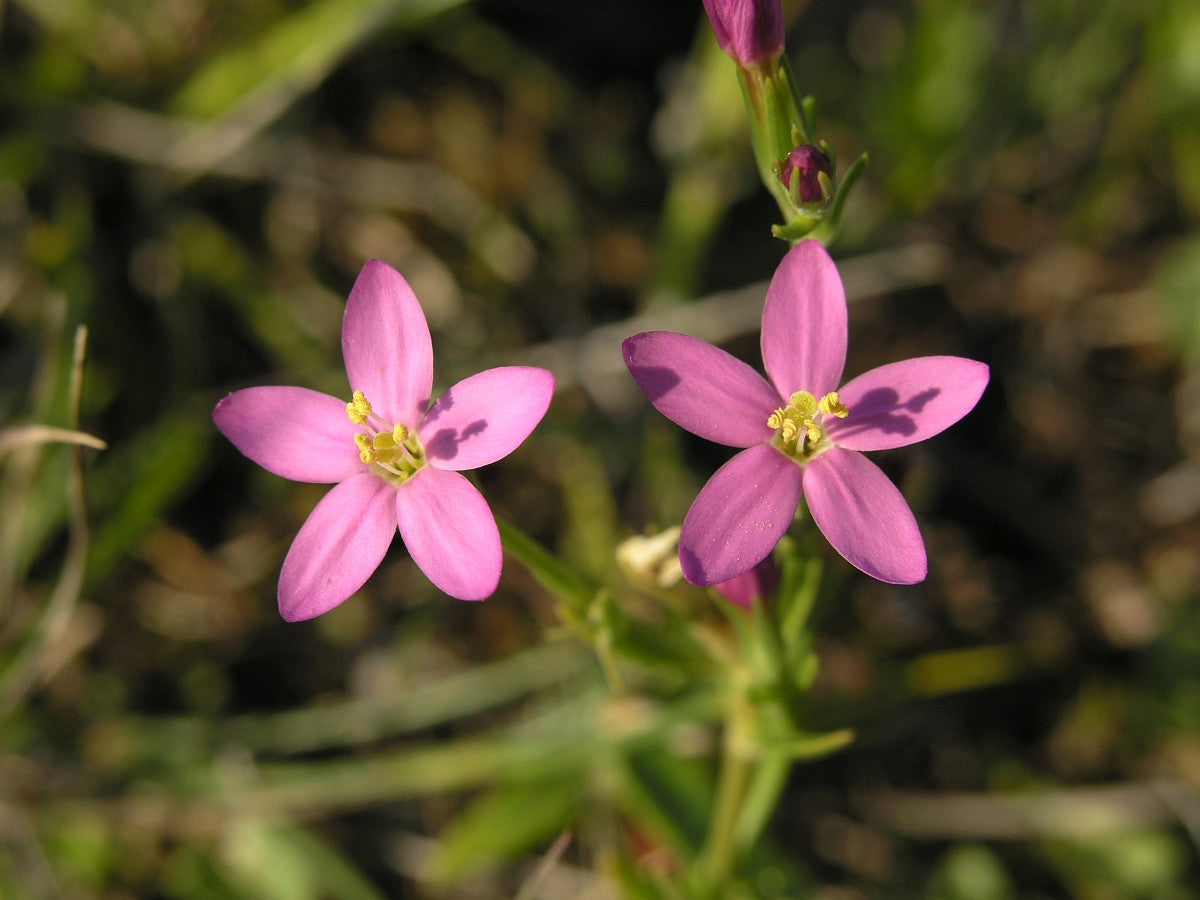 European Centaury (Centaurium erythraea) organic flowering herb with delicate pink star-shaped blossoms, slender green stems, and natural foliage.