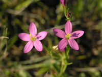 European Centaury (Centaurium erythraea) organic flowering herb with delicate pink star-shaped blossoms, slender green stems, and natural foliage.