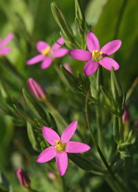 Organic European Centaury ,Centaurium erythraea Seeds for Herb Gardens