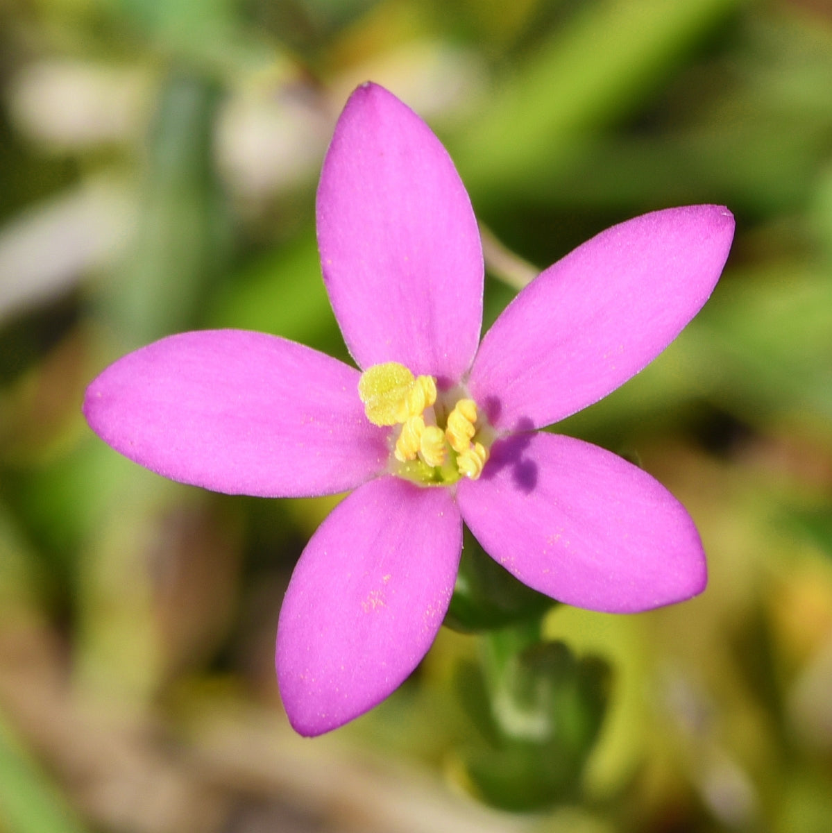 Organic European Centaury (Centaurium erythraea) herb plant with delicate pink star-shaped flowers, slender green stems, and natural foliage.