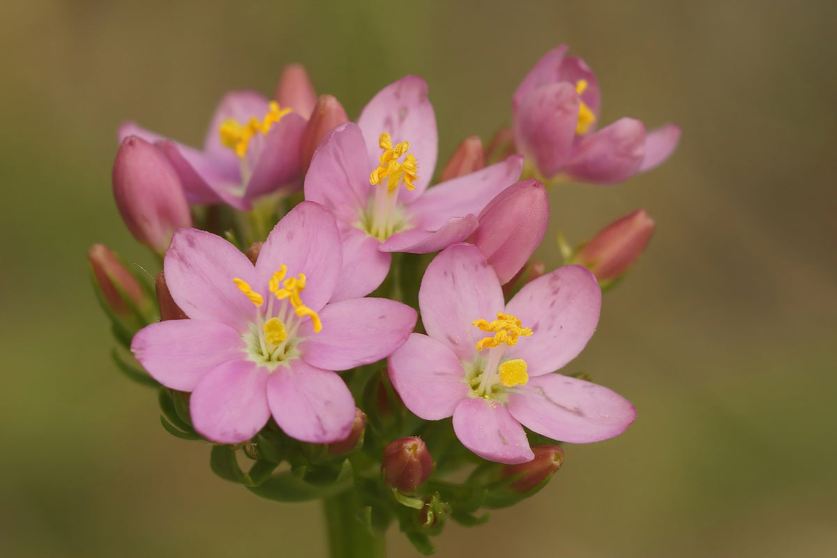 Centaury, European ,Centaurium erythraea  seeds