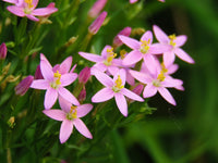 Organic European Centaury (Centaurium erythraea) flowering herb with slender green stems and clusters of delicate pink star-shaped flowers.