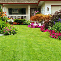 Centipede Grass Seeds Eremochloa Ophiuroides Low-Maintenance Lawn Grass Heat & Drought Tolerant Turf