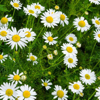 White Roman Chamomile – Perennial Flower Seeds