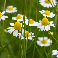 Matricaria recutita flowering annual herb growing in a sunny home garden