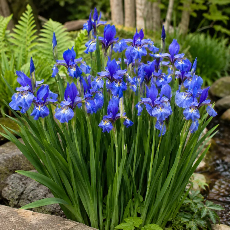 Illyrian Iris, Iris illyrica flowering plant for ornamental garden and landscape planting