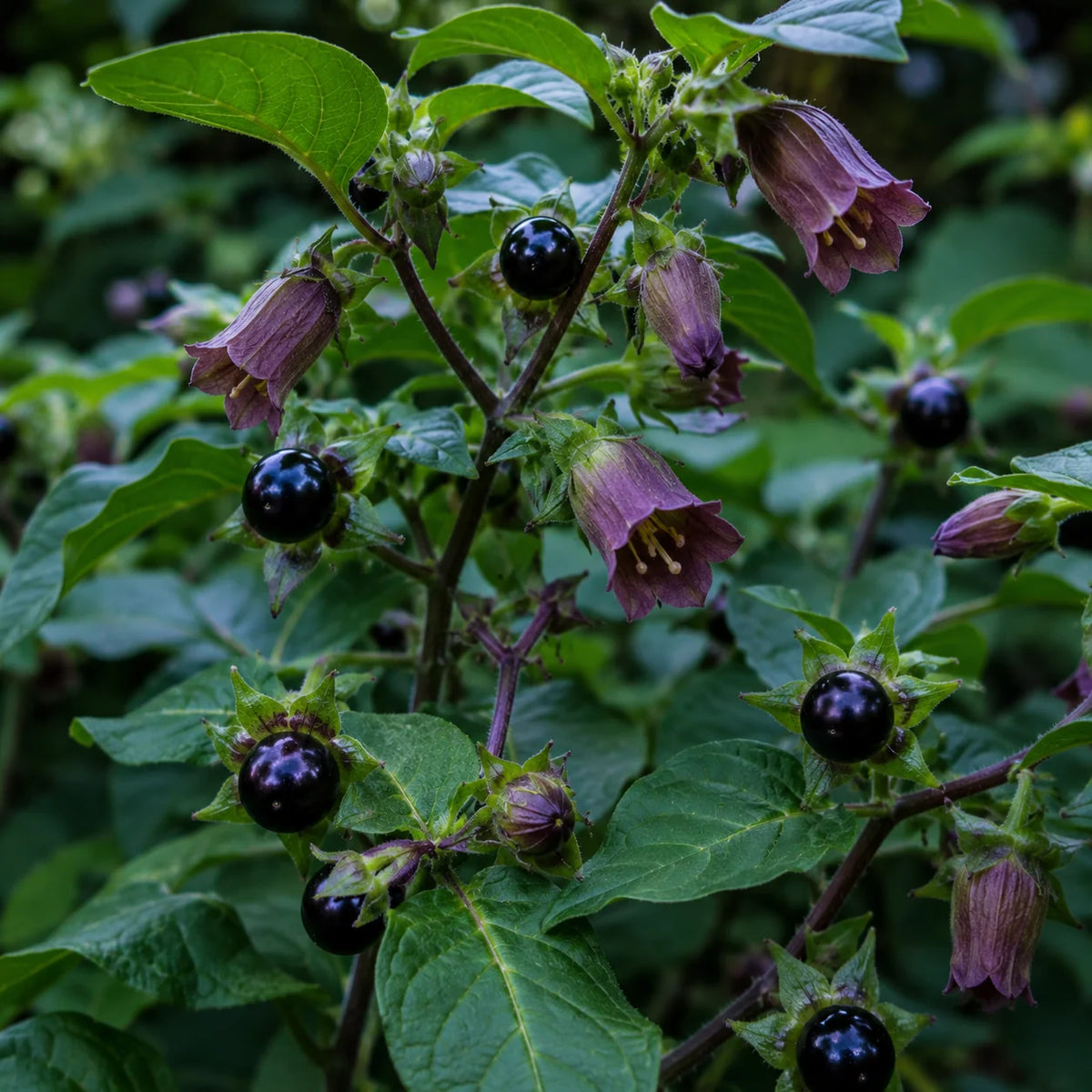 Caucasus Belladonna plant with green foliage and bell-shaped flowers