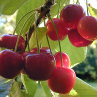 Cherry (Prunus) Seeds for Planting – Heirloom, Non-GMO, Easy to Grow, Indoor/Outdoor Variety