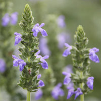 Mexican White Chia Salvia hispanica garden seeds for home cultivation