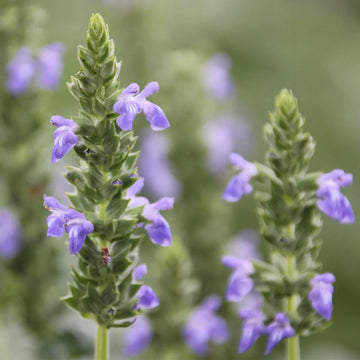 Mexican White Chia Salvia hispanica garden seeds for home cultivation