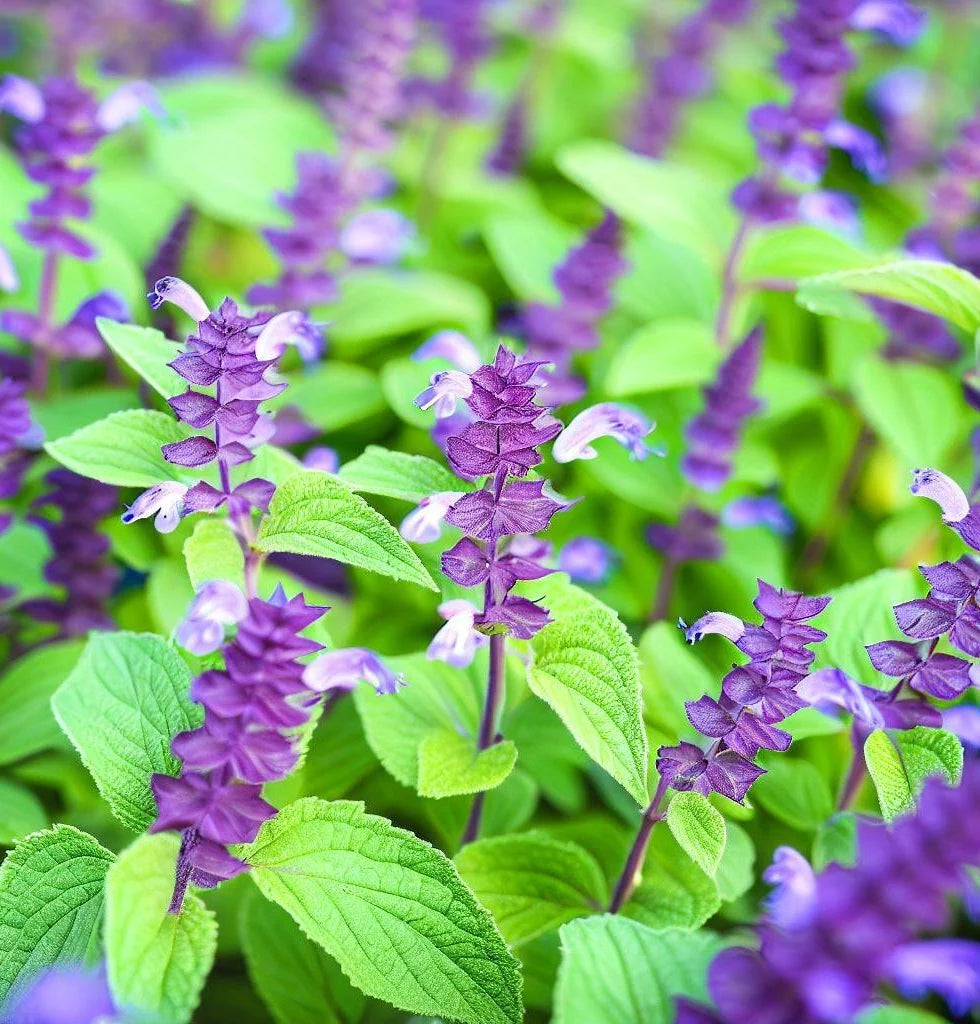 Salvia hispanica Mexican White Chia seeds for home herb gardens