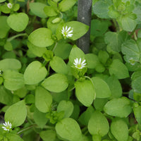 Common Chickweed Stellaria media plant with slender green stems and small white star-shaped flowers