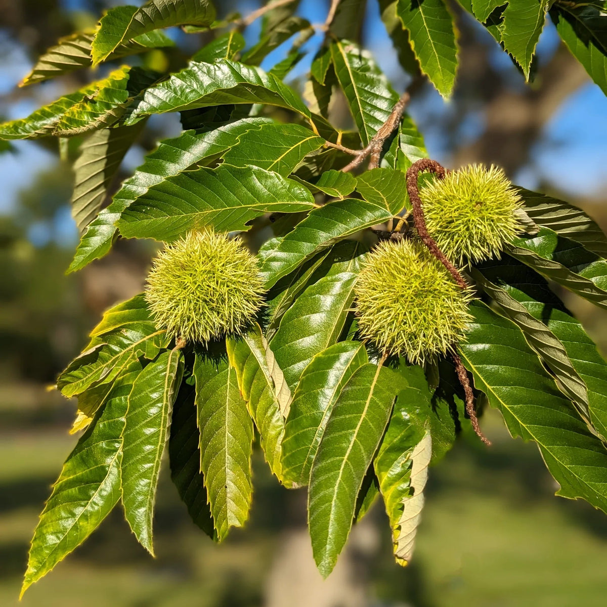Chestnut (Castanea spp.) Seeds for Planting – Heirloom, Non-GMO, Easy to Grow, Outdoor Nut Tree Variety