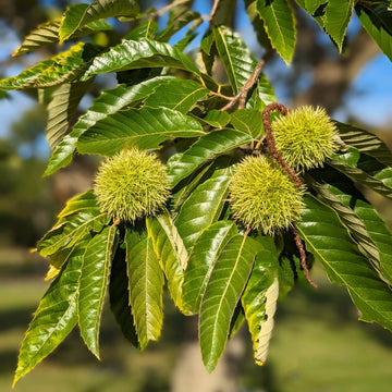 Chestnut (Castanea spp.) Seeds for Planting – Heirloom, Non-GMO, Easy to Grow, Outdoor Nut Tree Variety