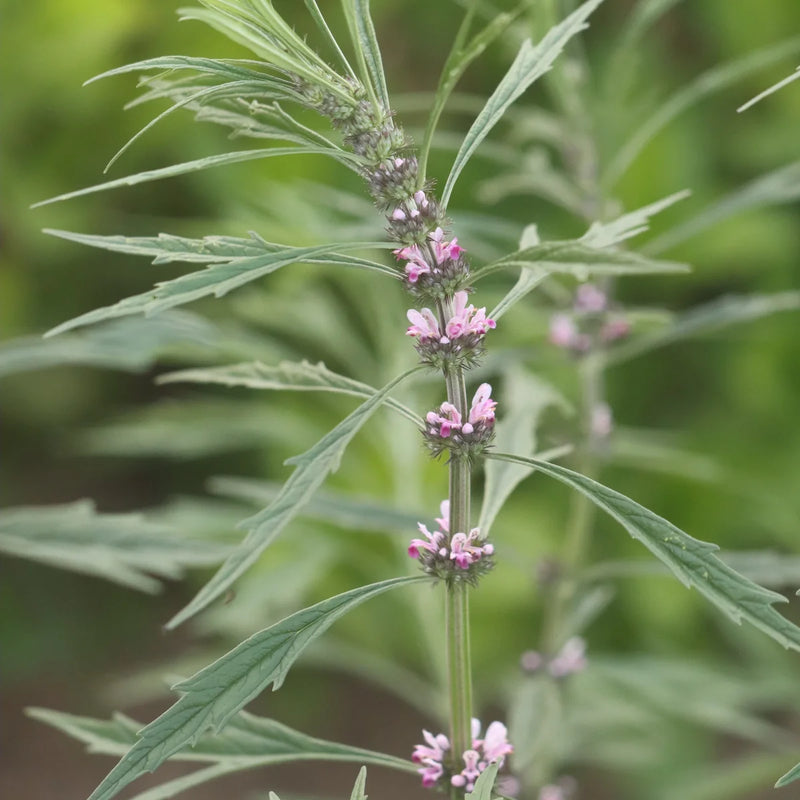 Siberian Motherwort Leonurus sibiricus herb garden seeds
