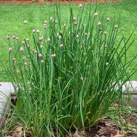 Garlic Chive Herb – Garden Herb Seeds