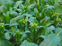 Asian Yu Choy Choi Sum – Chinese Flowering Cabbage Vegetable Seeds