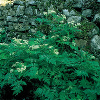 Sweet Cicely Myrrhis odorata Seeds for Herb Gardens and Outdoor Planting
