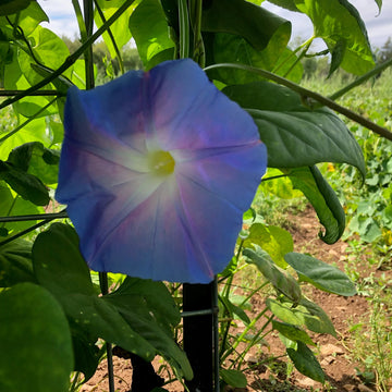 Heavenly Blue Morning Glory Ipomoea tricolor climbing flower seeds for garden planting