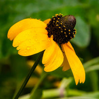 Clasping Coneflower – Hardy Wildflower Garden Seeds