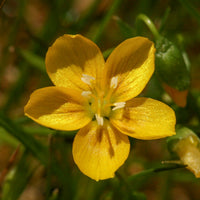 Yellow Claytonia virginica Seeds for Planting – Heirloom, Non-GMO, Spring-Blooming Perennial