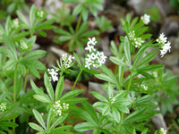 Cleavers Galium aparine Herb Garden Seeds
