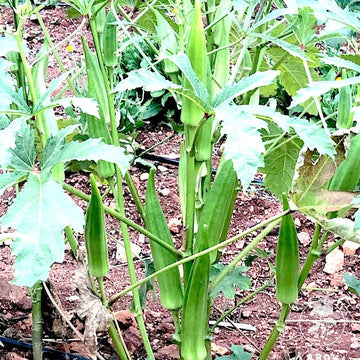 Okra Clemson Spineless – Garden Vegetable Seeds