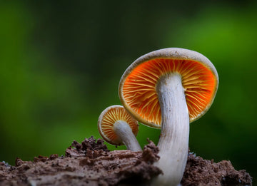 Fresh Gourmet Mushroom for Home Growing