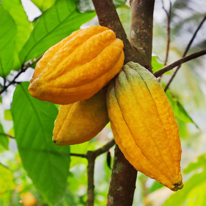 Cacao (Theobroma cacao) Fruit Seeds for Planting – Heirloom, Non-GMO, High-Germination Tropical Cocoa Pods